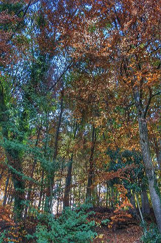 foret_-_tone_mapped.jpg